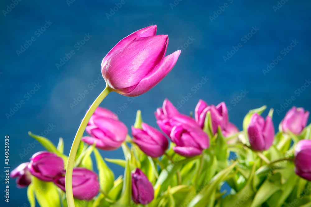 tulips pink flowers on blue studio background tulips pink flowers on blue studio background