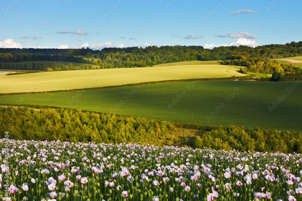 Naklejka premium Idyllic summer landscape with poppies