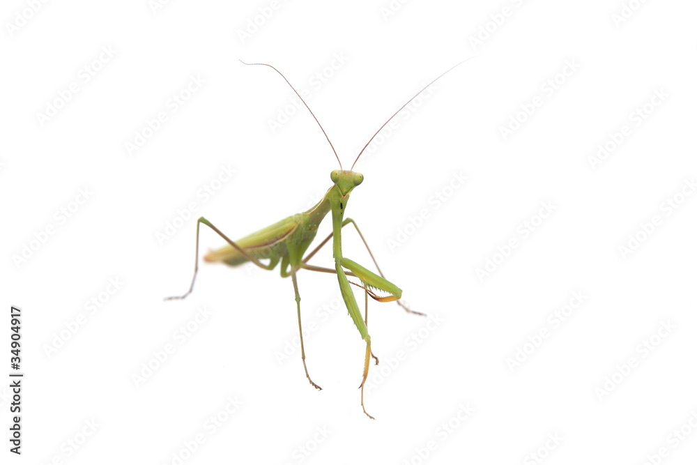 Europäische Gottesanbeterin (Mantis religiosa) Europäische Gottesanbeterin (Mantis religiosa)