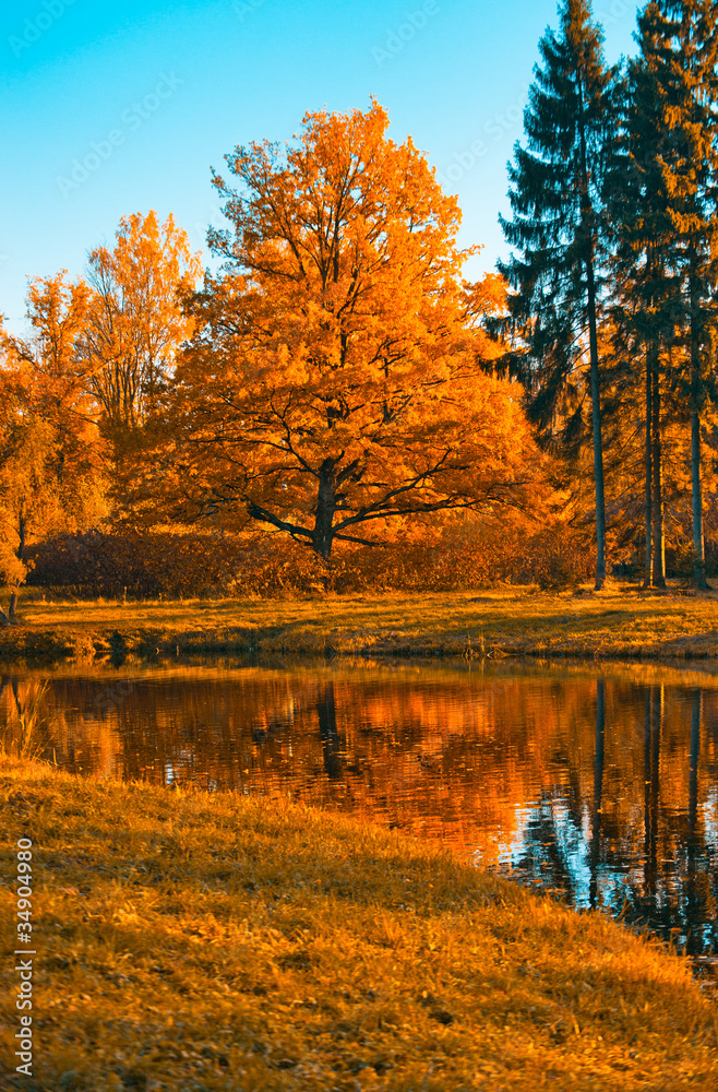 Obraz premium autunm tree
