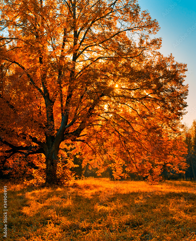 Fototapeta premium autunm tree