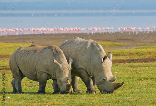 rhinos in lake nakuru national park  kenya