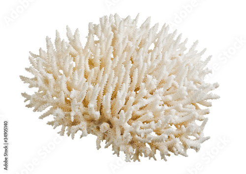 coral