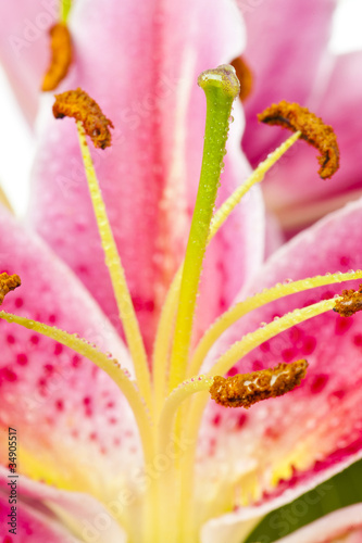 Tiger Lily after the rain