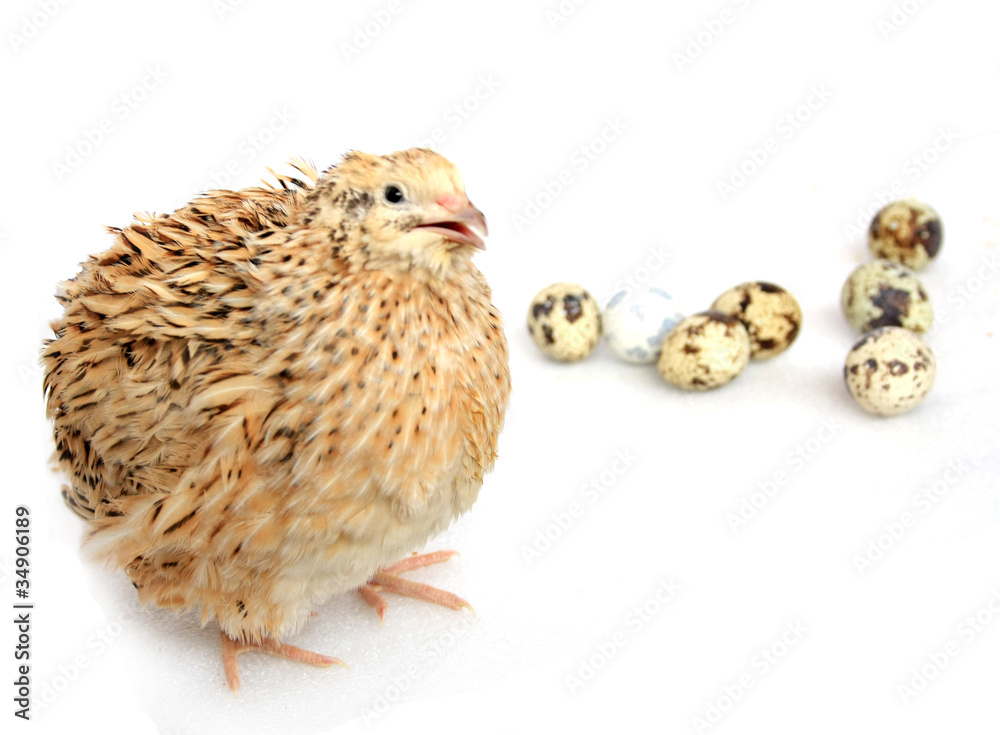 Obraz premium quail on a white backgraund