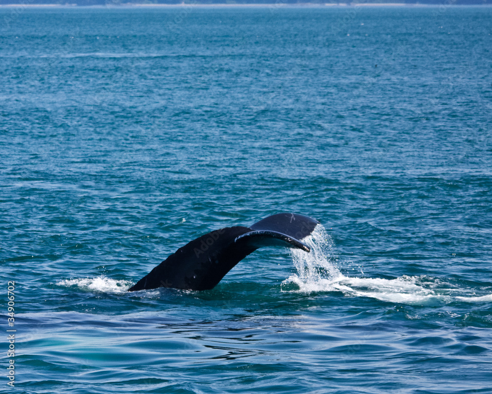 Naklejka premium Diving Humpback