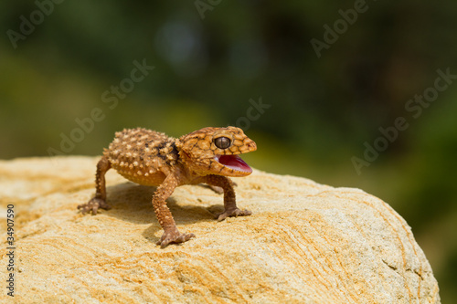 Rough Knob Tail Gecko