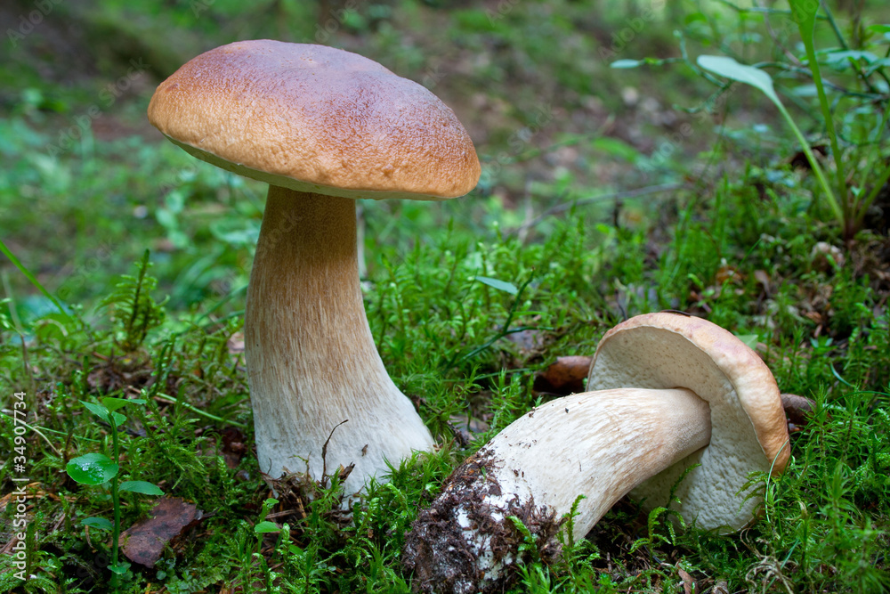 King boletes in the woods (boletus edulis)