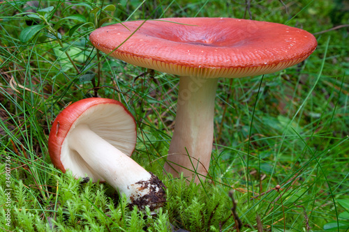 Red russula mushrooms, (russula emetica)
