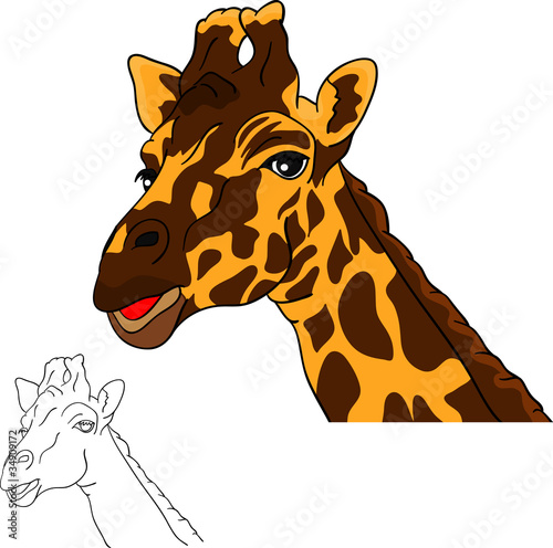portrait giraffe