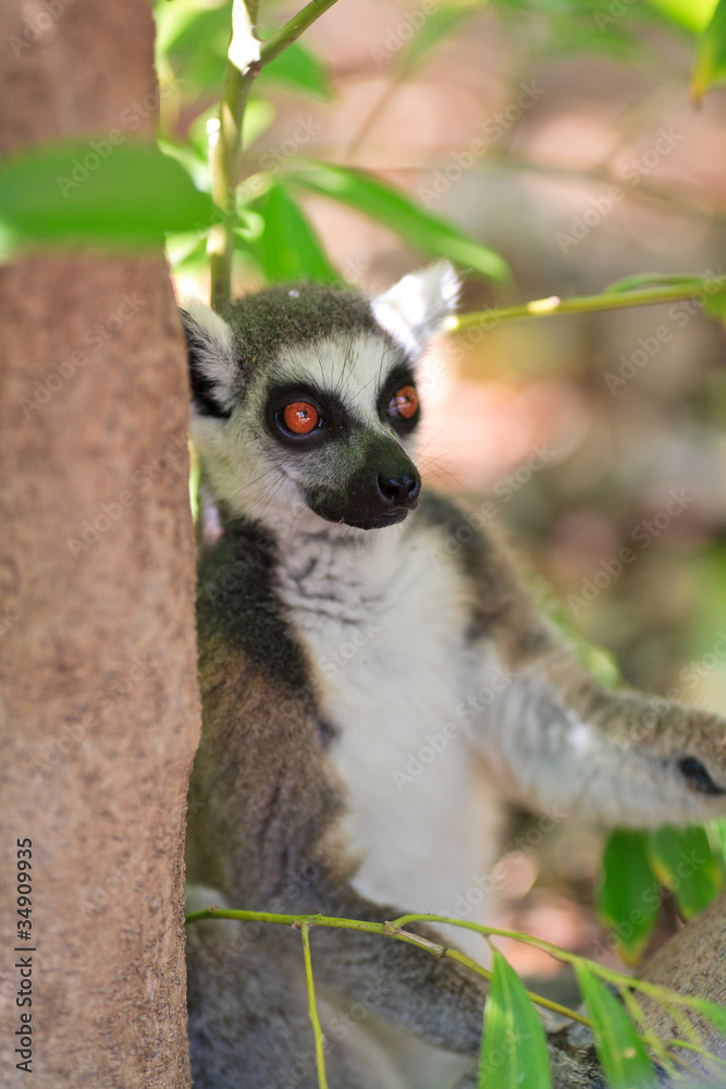Obraz premium Ring-tailed lemur (lemur catta)