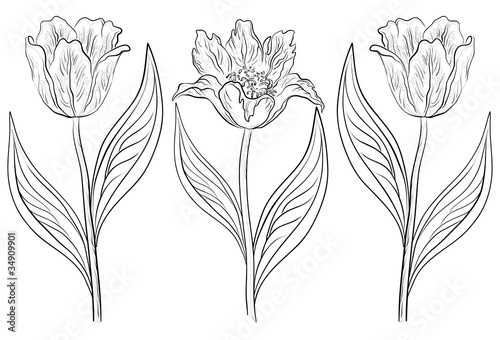 Fototapeta Naklejka Na Ścianę i Meble -  Flowers tulips, contours