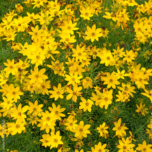 Netzblattstern - Coreopsis verticillata