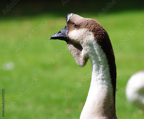 Klingon Gooses in Mariemont Park in Belgium photo