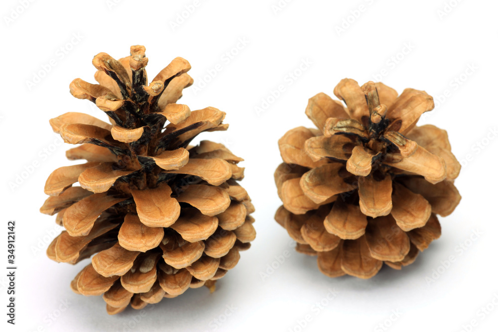 pinecone pinecone