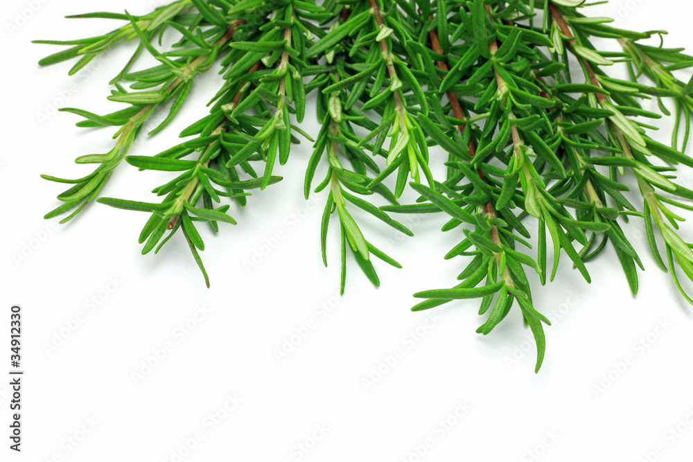 rosemary rosemary