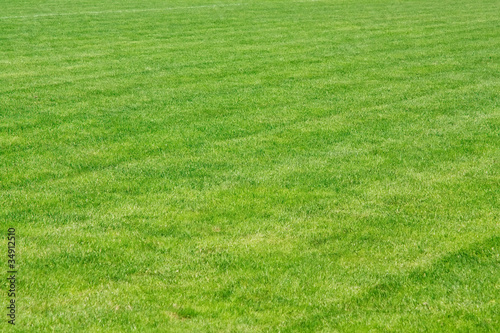green grass field background