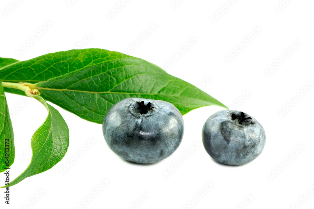 Obraz premium Zwei Blaubeeren