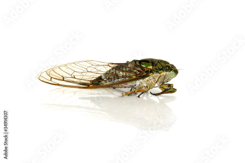 Cicada © Popova Olga