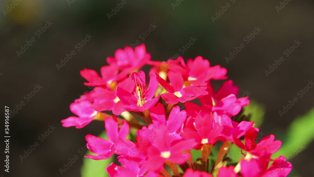 Flower Flower