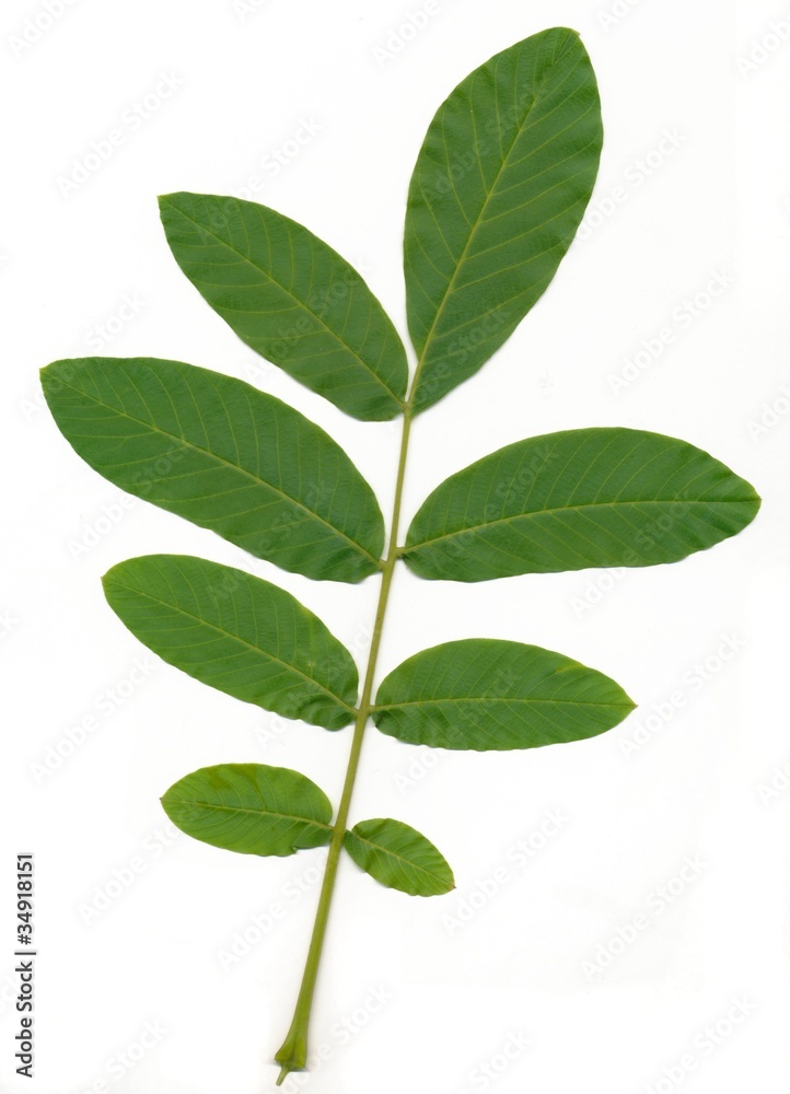 Naklejka premium leaf of walnut tree