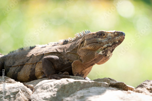 Wild iguana portrait on the rock