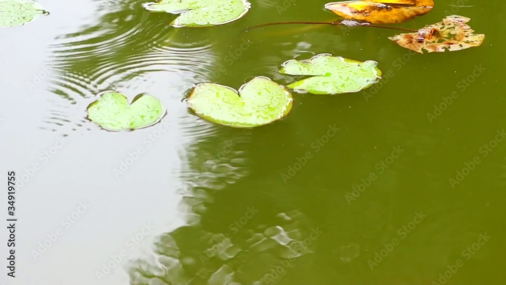 Regentropfen im Teich Regentropfen im Teich