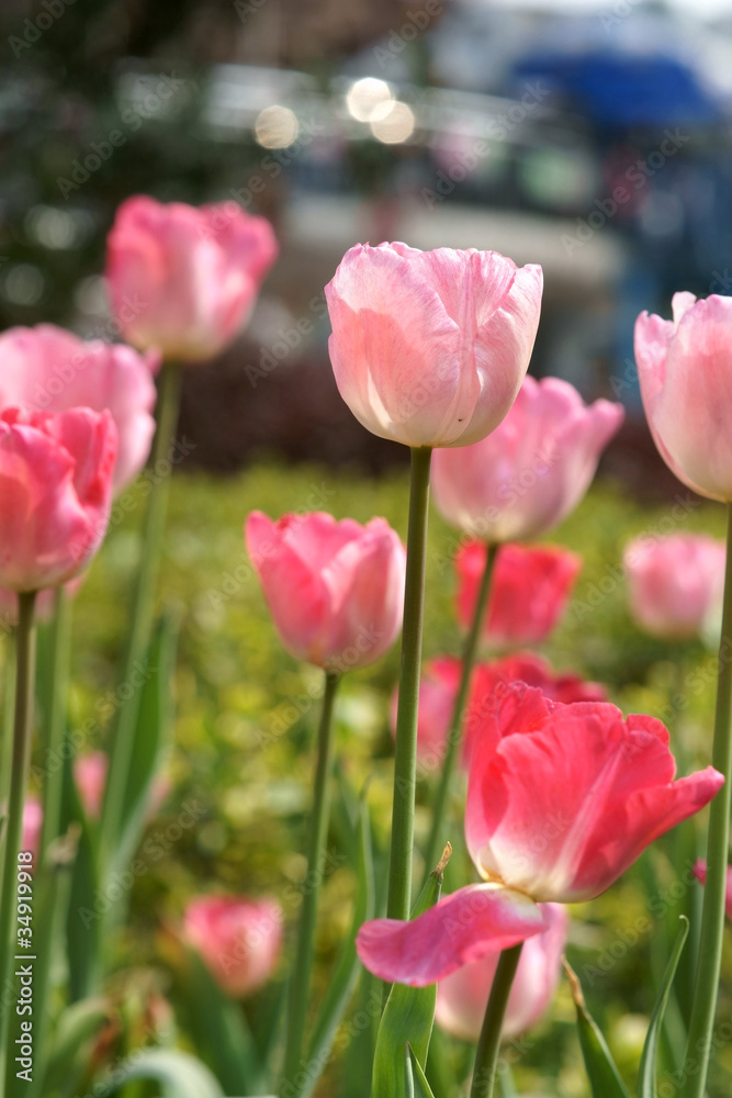 Tulip flowers