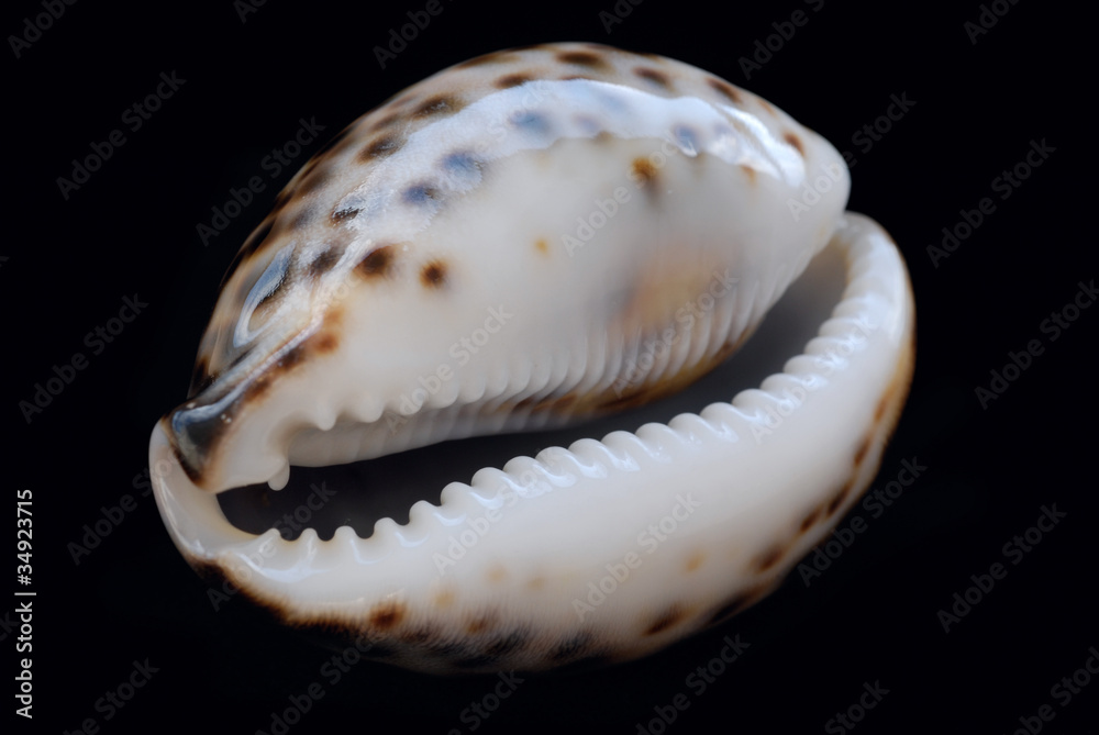Marine shell
