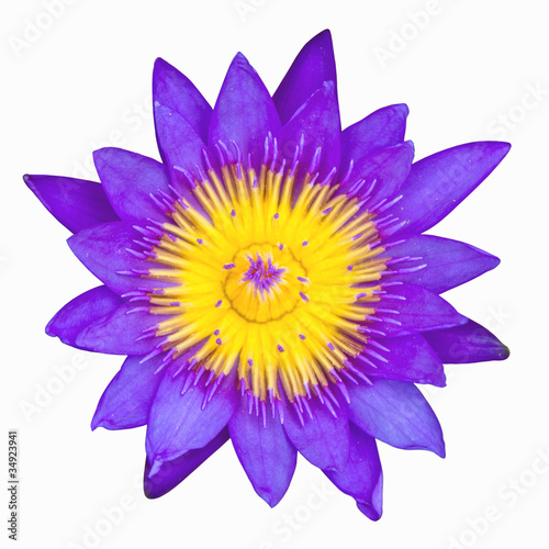 purple lotus isolated on white