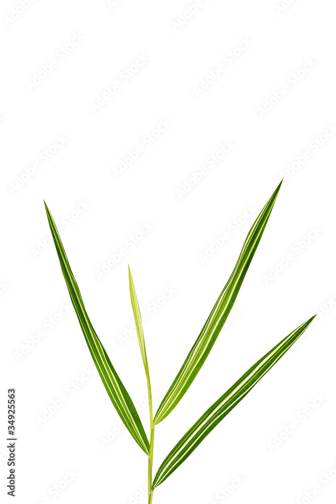 Obraz premium Bamboo leaf