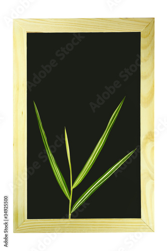 Bamboo leaf on blackboard