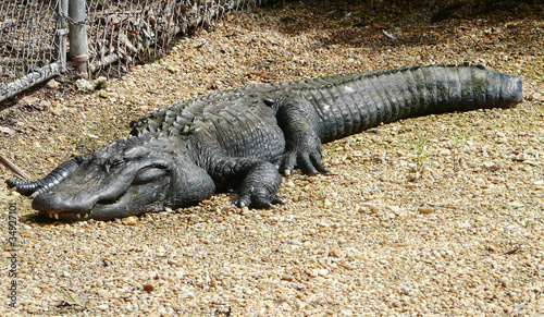 Injured Alligator