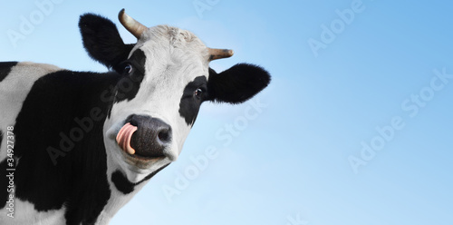 Billede på lærred Cow