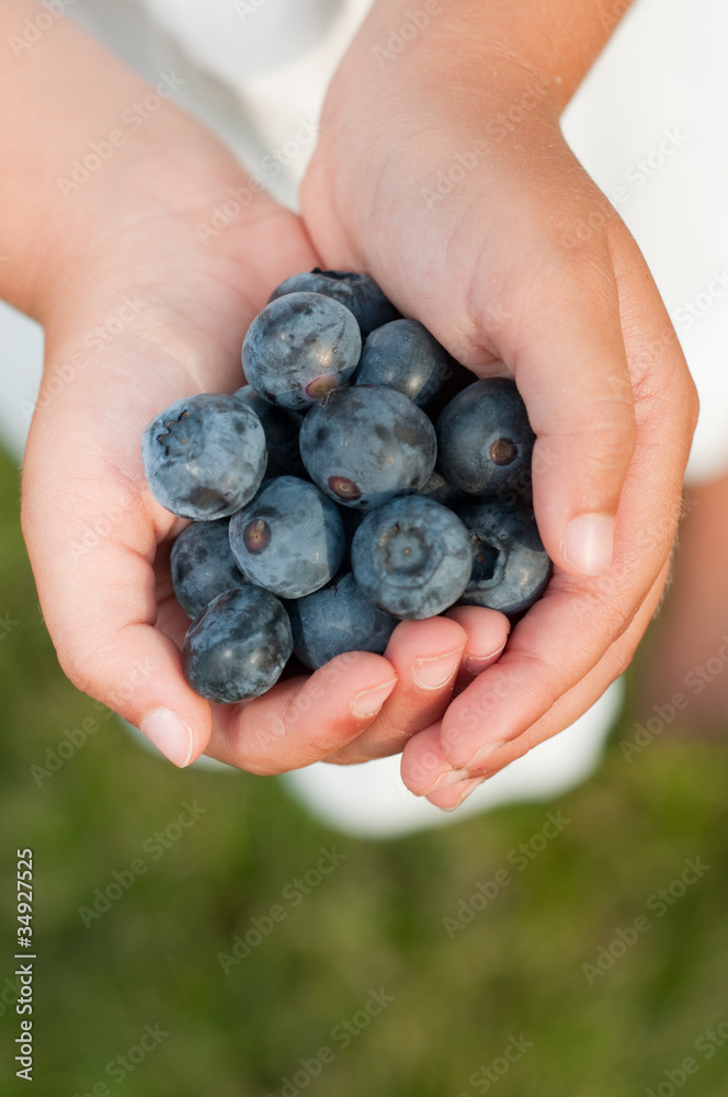 Blueberries - Girl hands holding ripe blueberries Blueberries - Girl hands holding ripe blueberries