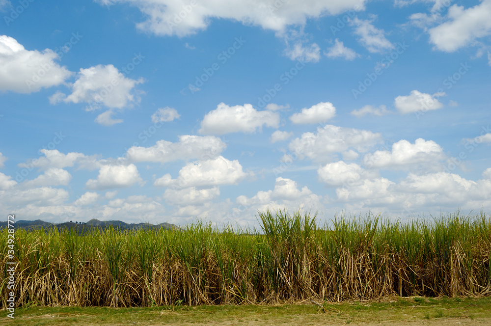 Sugar cane field from the Dominican Republic Sugar cane field from the Dominican Republic