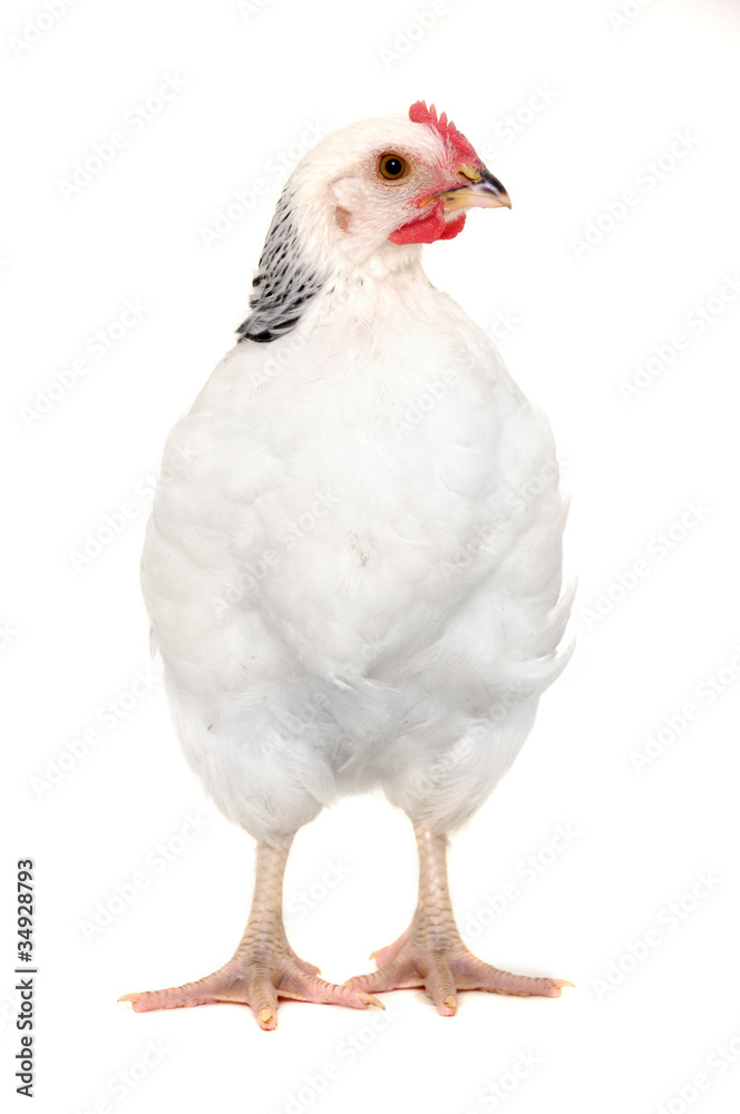 chicken isolated chicken isolated