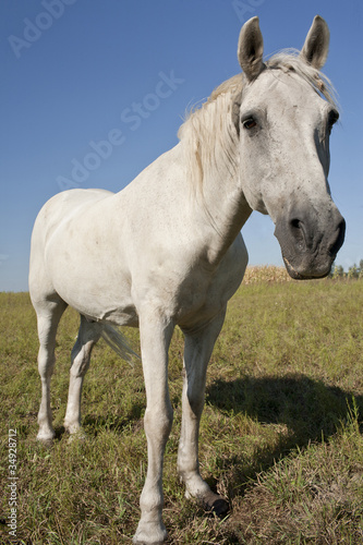 White horse © fotosid