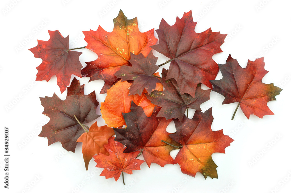 Fototapeta premium Autumn leaves