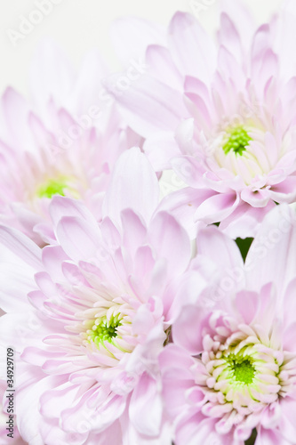 flower chrysanthemum _07