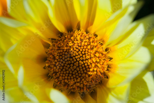 flower gazania _07.jpg