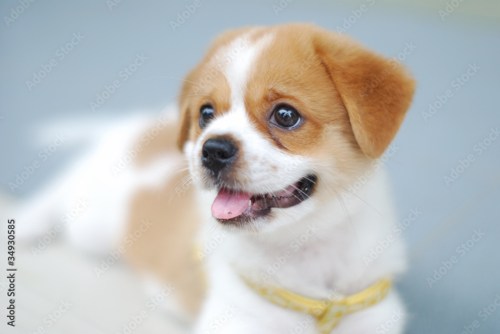 Lovely Puppy Lovely Puppy