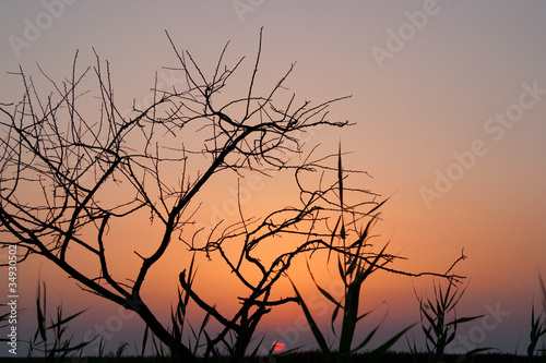 tree without leaves. sunset