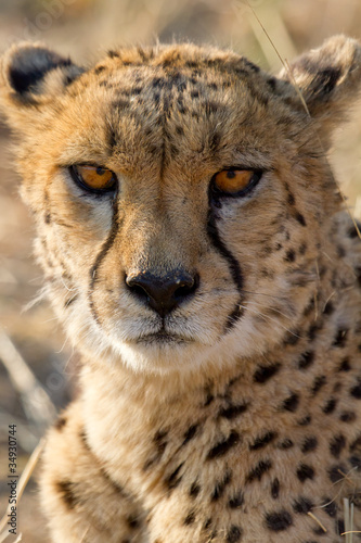 Gepard (Acinonyx jubatus), Portrait