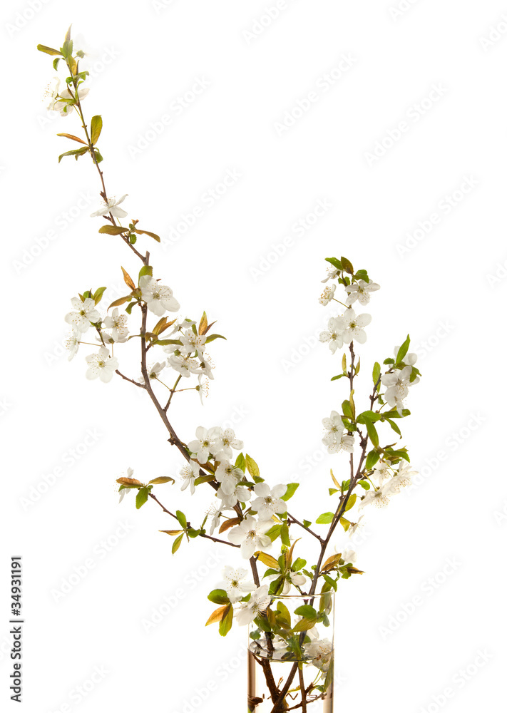 cherry in blossom isolated on white. cherry in blossom isolated on white.