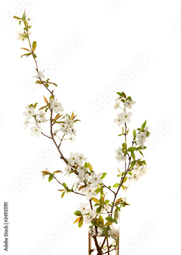 cherry in blossom isolated on white. © Antonel