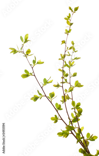 with young green spring leaves budding isolated on white