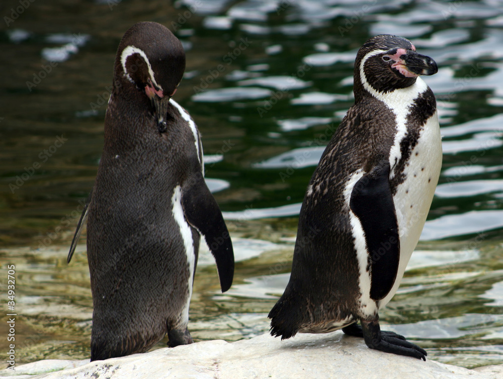 Naklejka premium Humboldt penguins