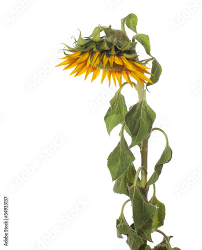 Fototapeta Naklejka Na Ścianę i Meble -  sunflower isolated on a white background
