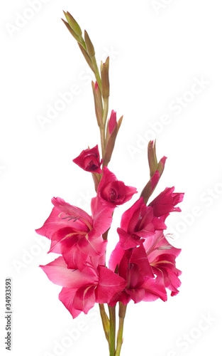 pink gladiolus isolated on white background